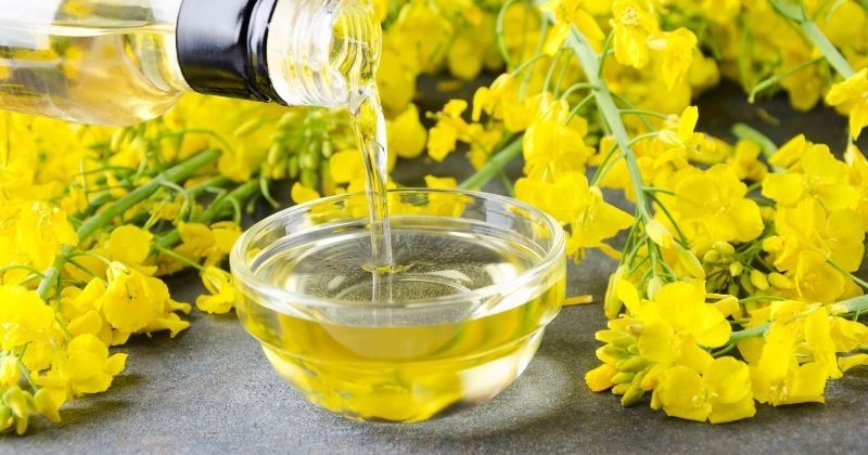 Aceite de colza: salvemos un aceite saludable de la exclusión