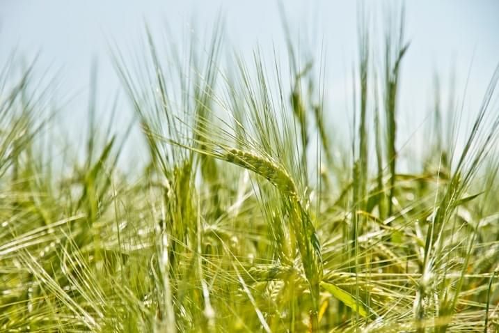 Grain prices have soared: reasons and expert forecasts