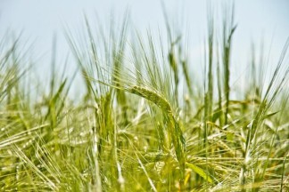 Grain prices have soared: reasons and expert forecasts