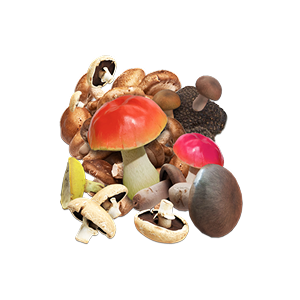 Hongos