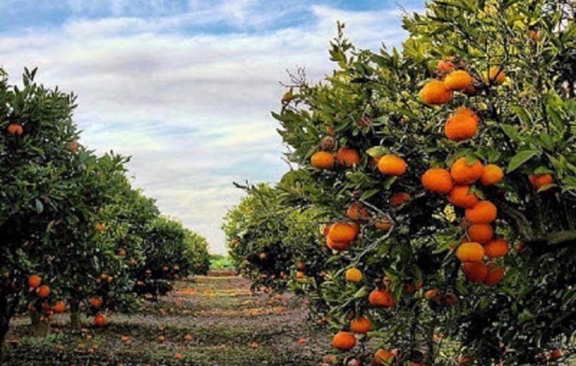 Naranjas