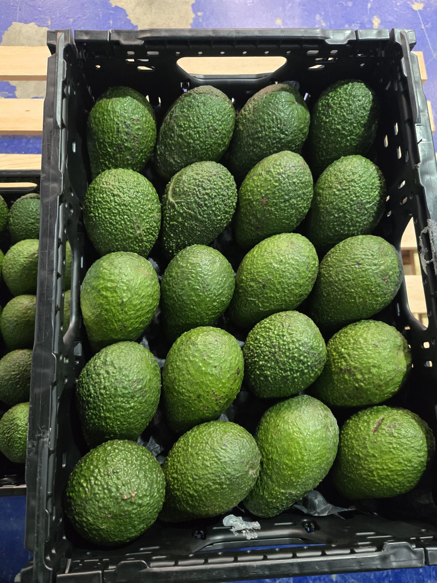 aguacate