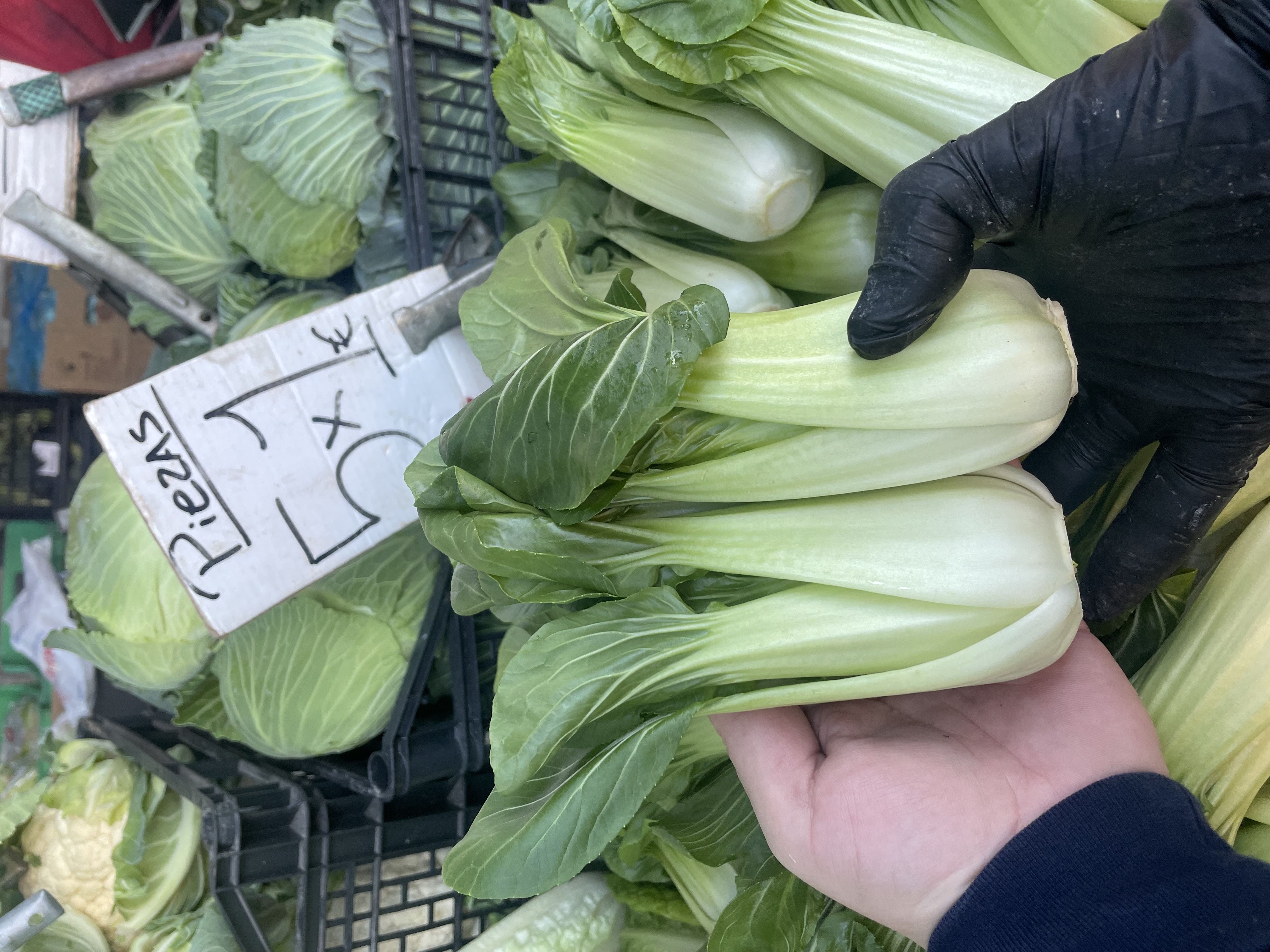 Pak choi 