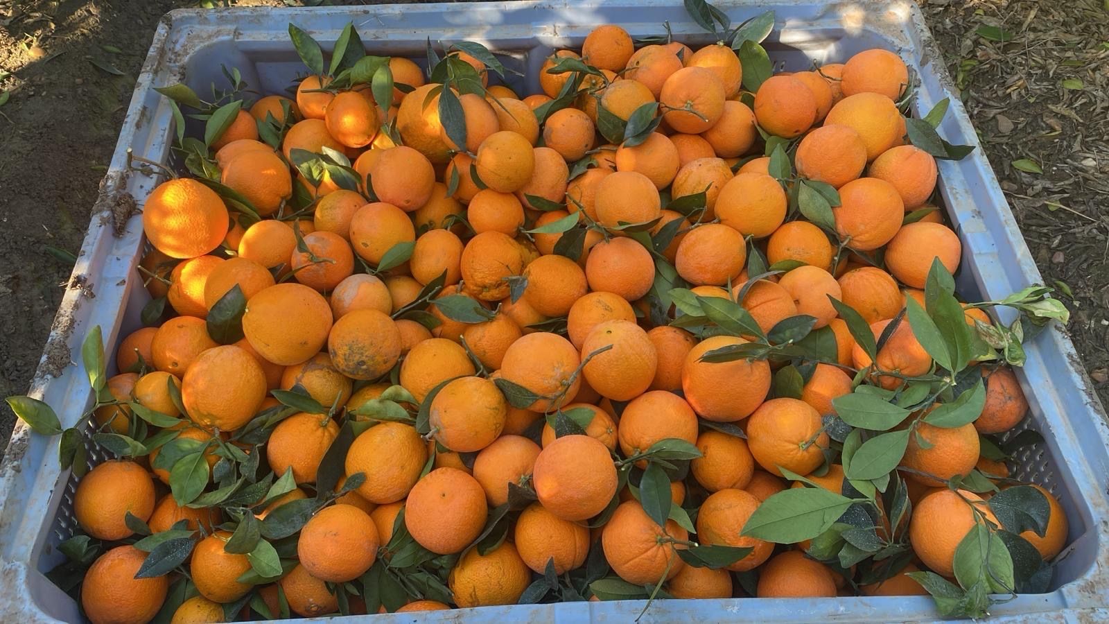 naranja navel