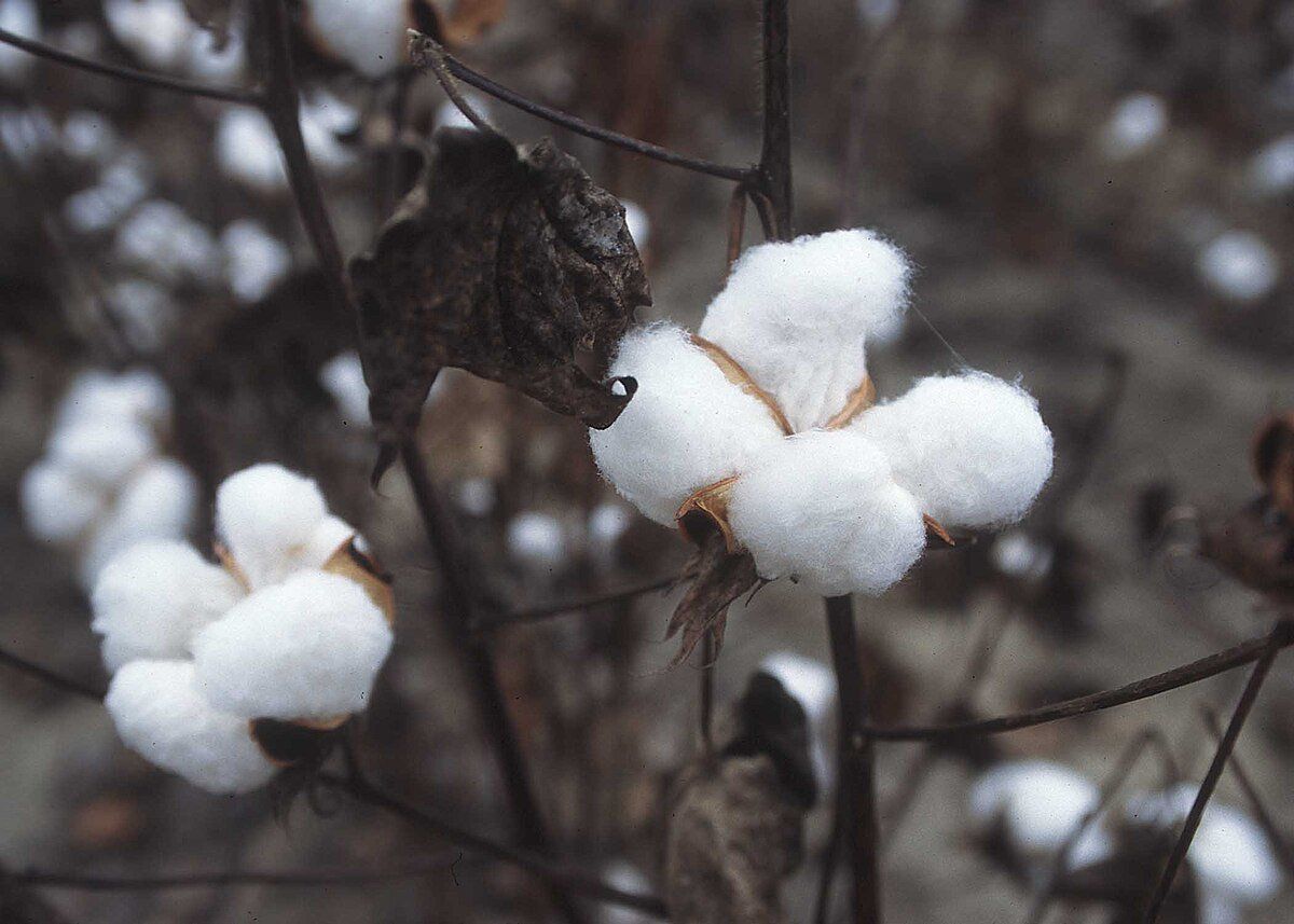 Silk Cotton (Cotton Seeds) Pack 