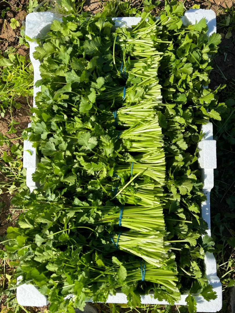 Cilantro | Imagen 1