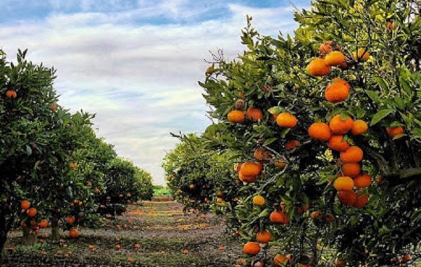 Naranjas | Imagen 1