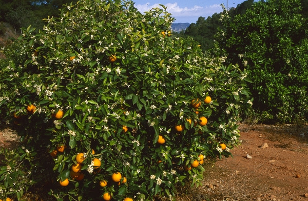 Naranjas | Imagen 2