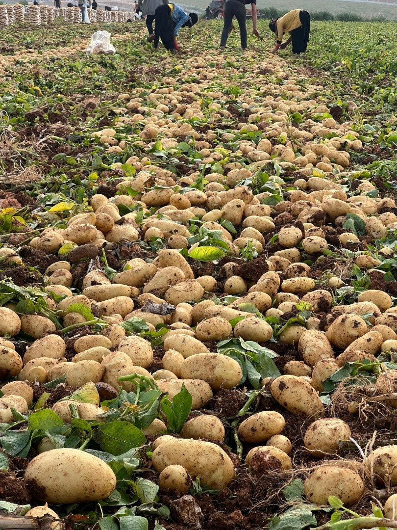 Patatas | Imagen 3