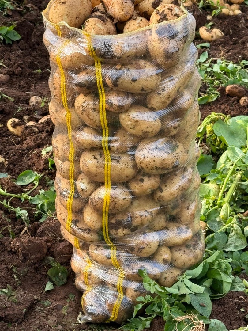 Patatas | Imagen 4
