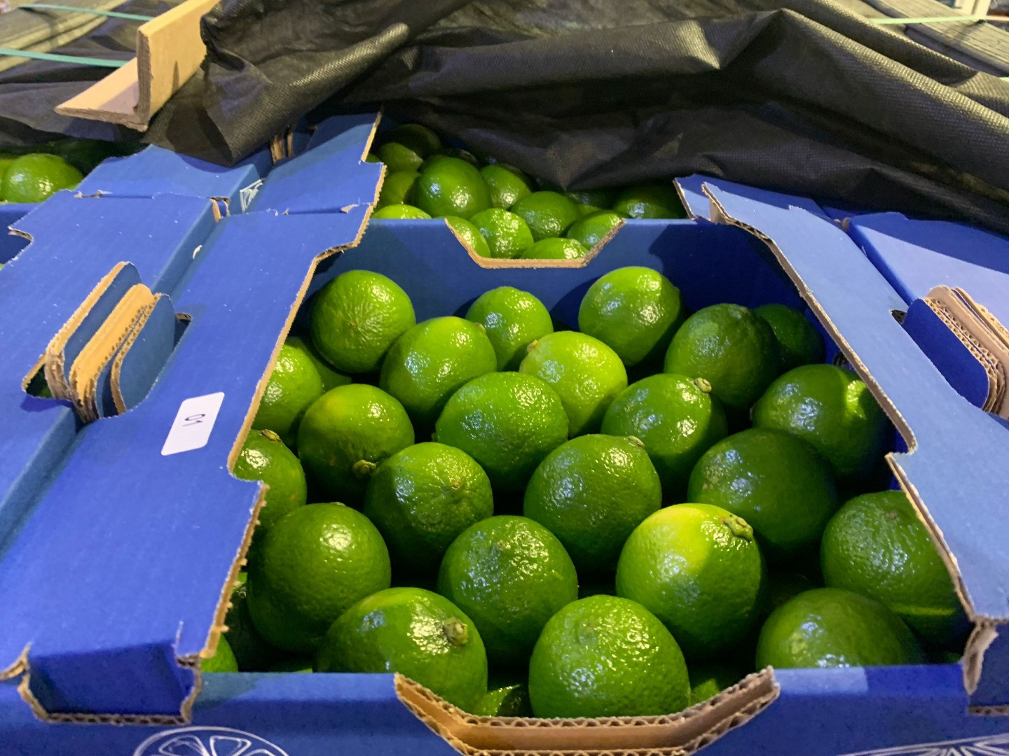 Limas | Image 1