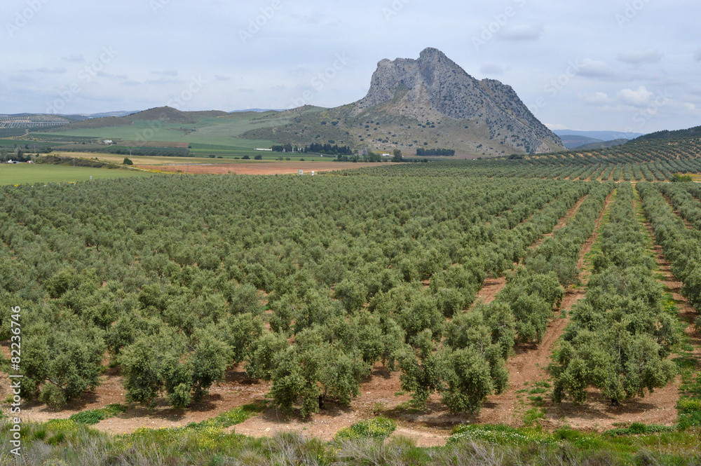 Aceite de oliva | Image 2