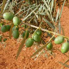 Aceite de oliva | Image 4