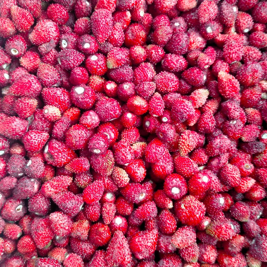 Fresas silvestres | Imagen 1