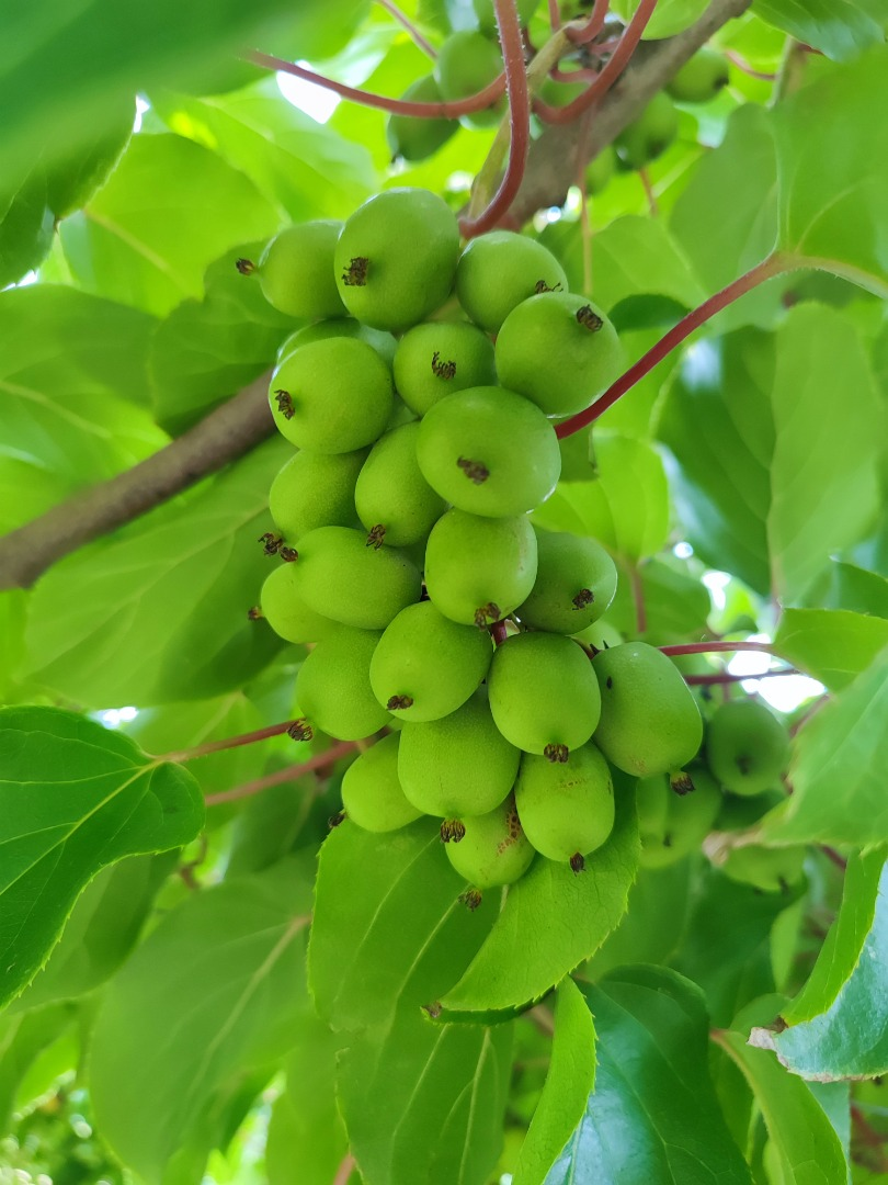 Kiwi | Imagen 1