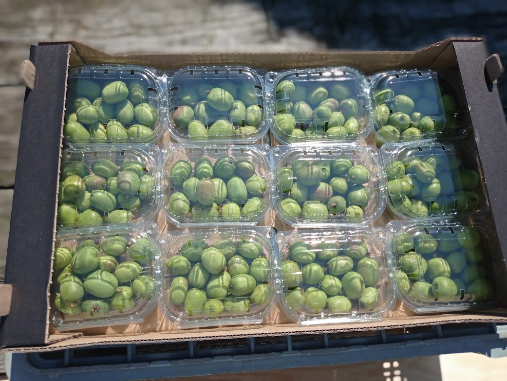 Kiwi | Imagen 2