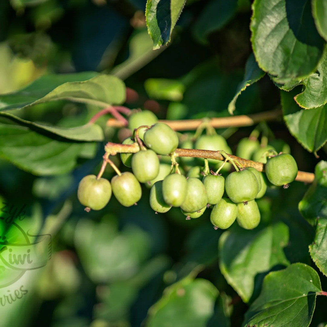 Kiwi | Imagen 3