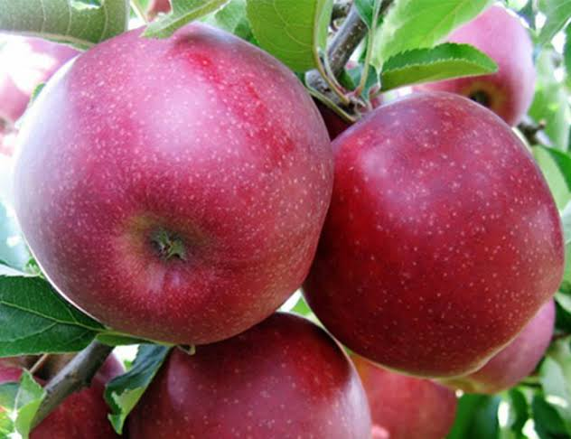 Manzanas Red Prince | Imagen 1