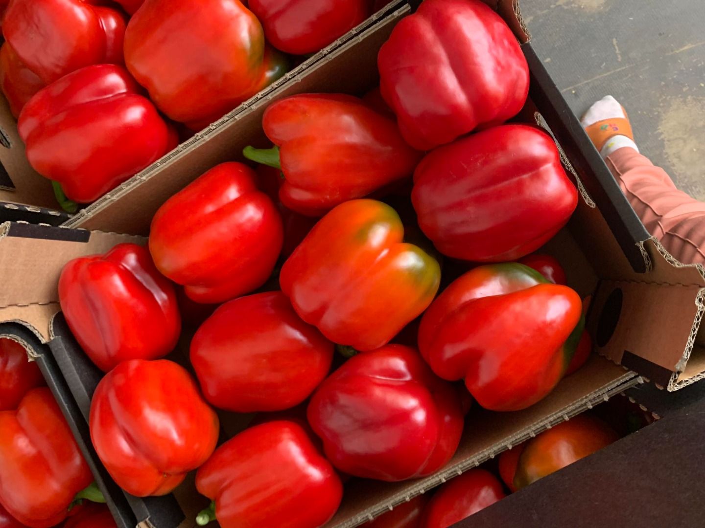 Pimiento rojo | Imagine 1