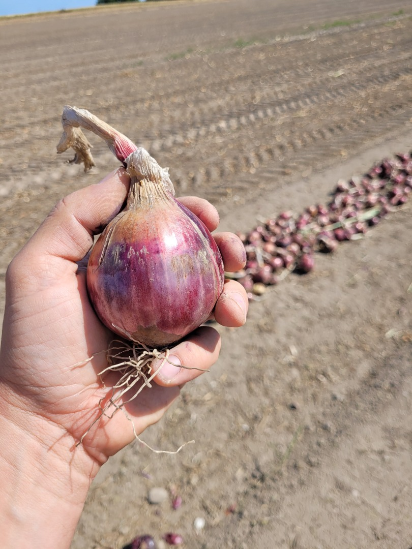 Cebollas | Imagen 2