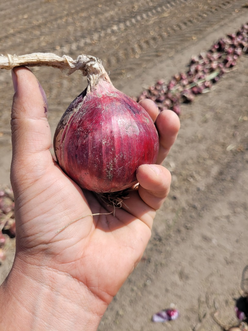 Cebollas | Imagen 3