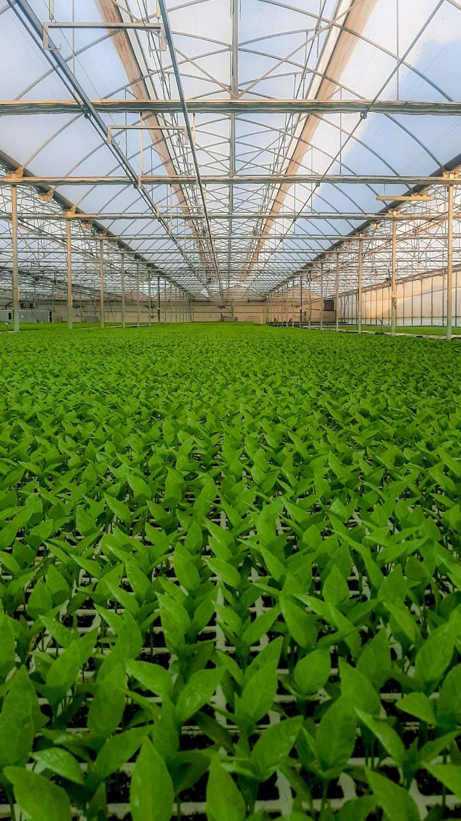 Semilleros Cristalplant | Imagen 2