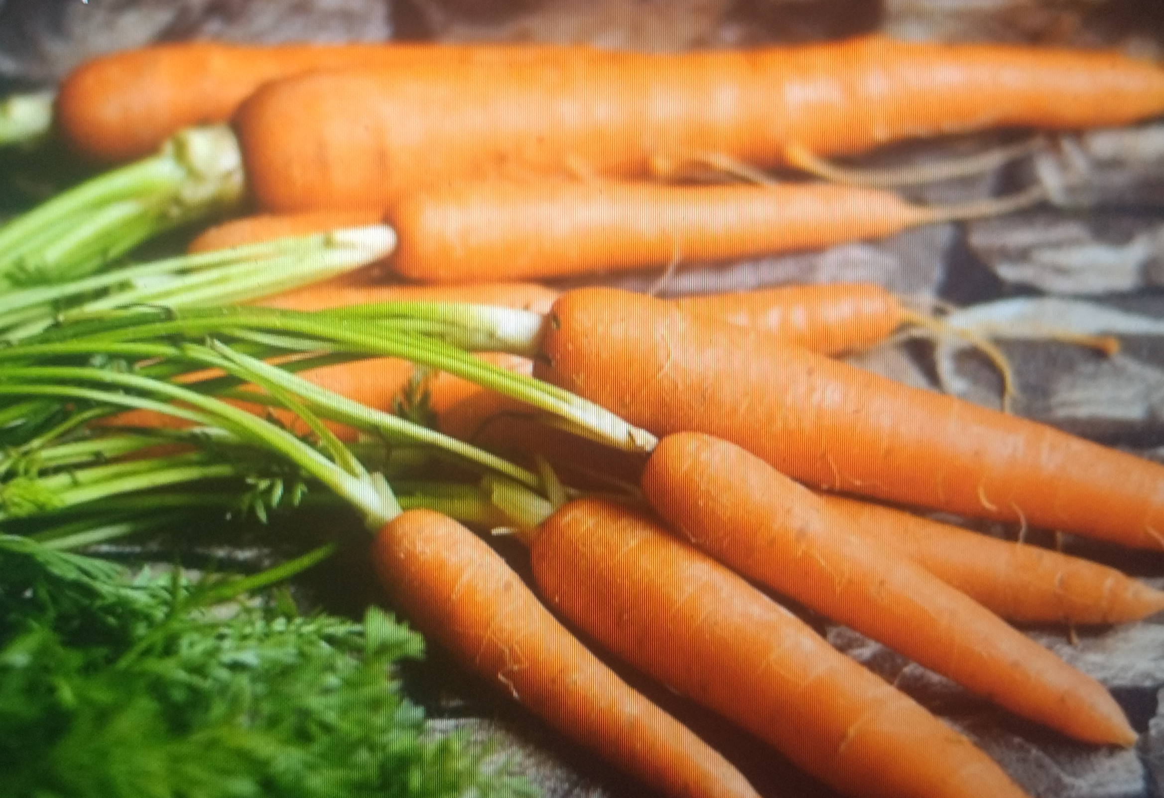 Carrots | Image 2
