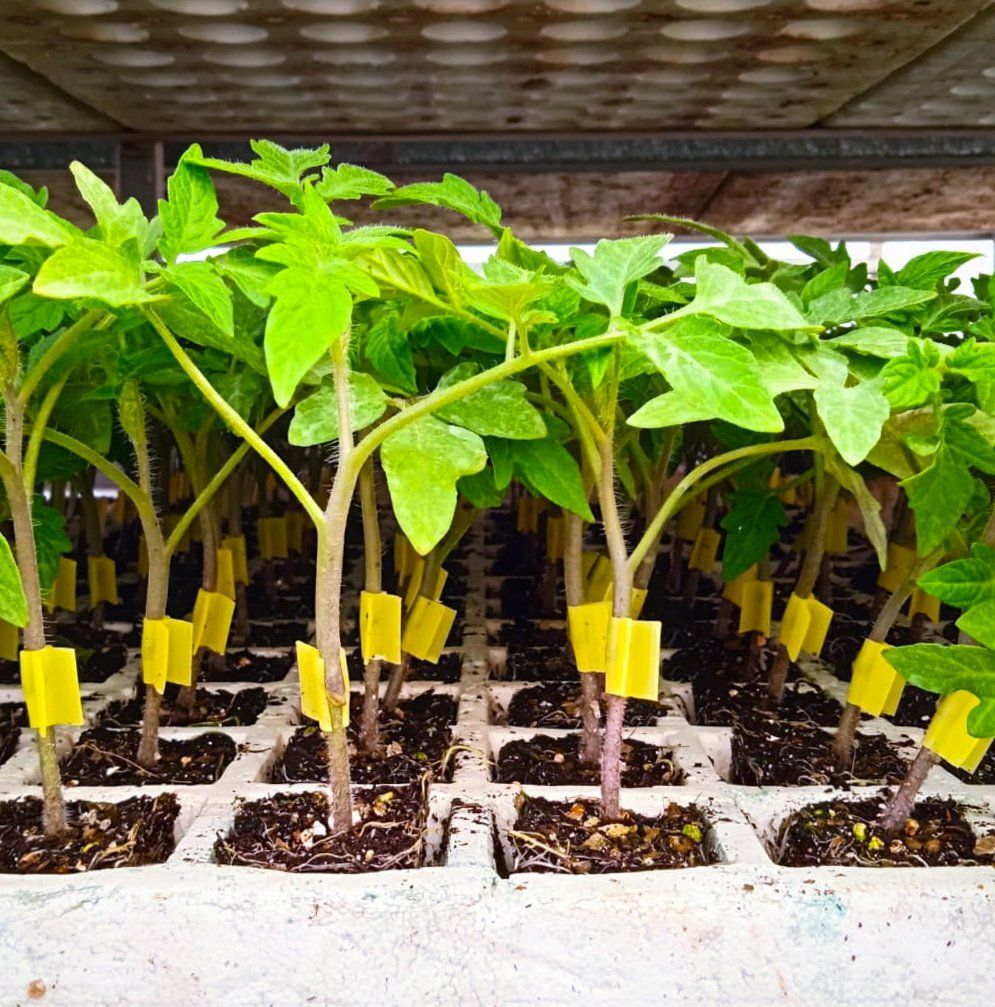 Semilleros Cristalplant | Imagen 1