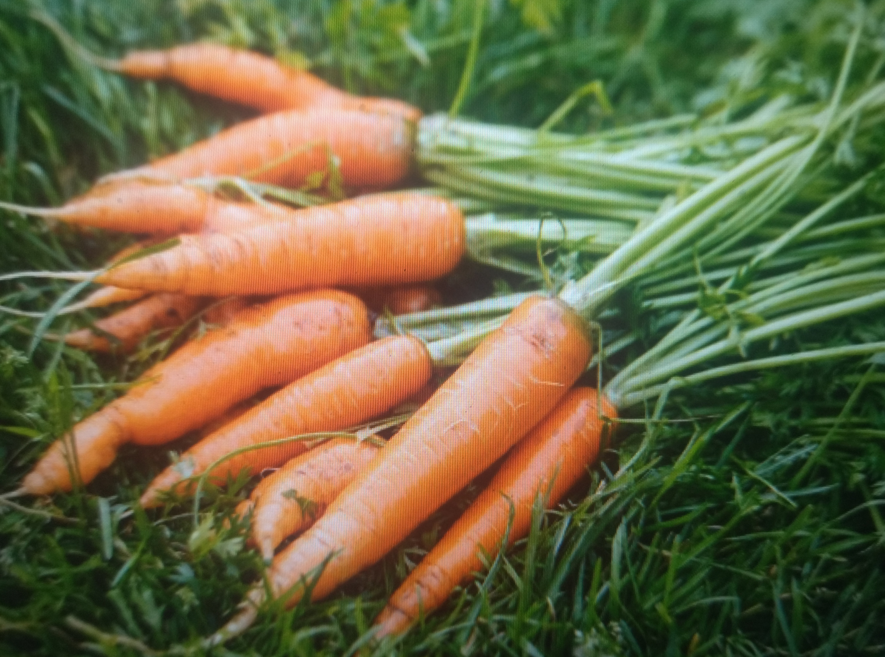 Carrots | Image 1