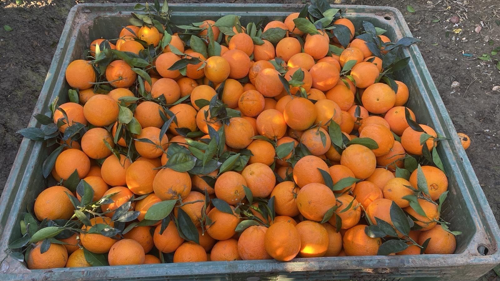 naranja navel | Imagen 2