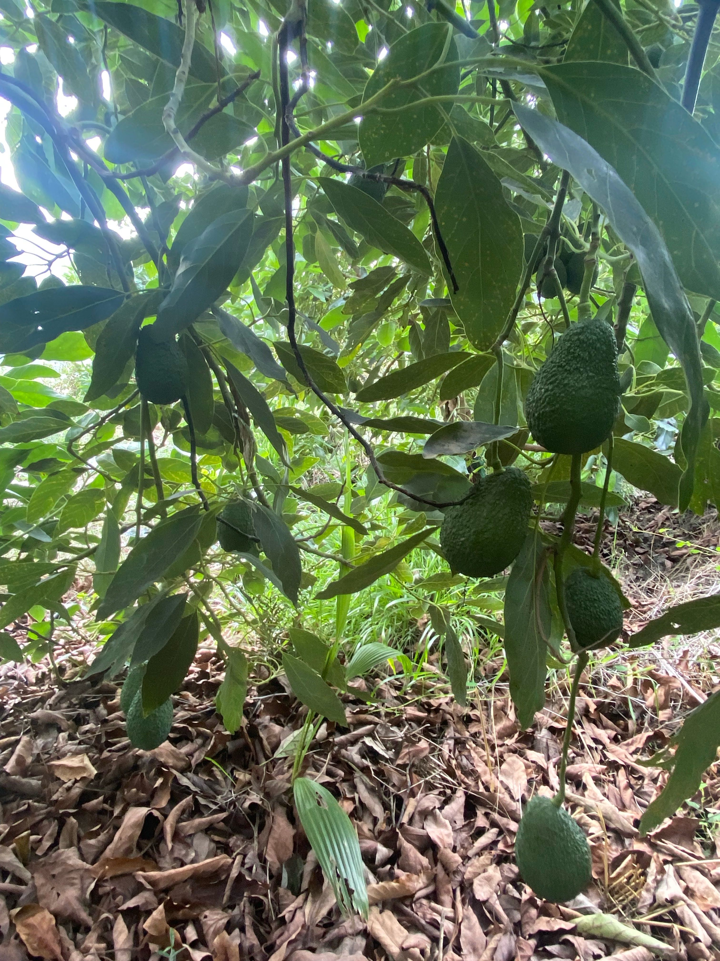 Aguacate  Hass  | Image 1