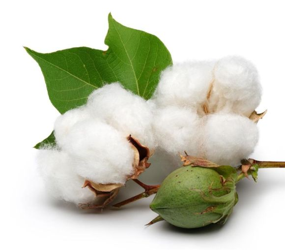 Silk Cotton (Cotton Seeds) | Imagine 1