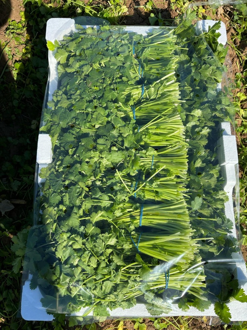 Cilantro | Imagen 2