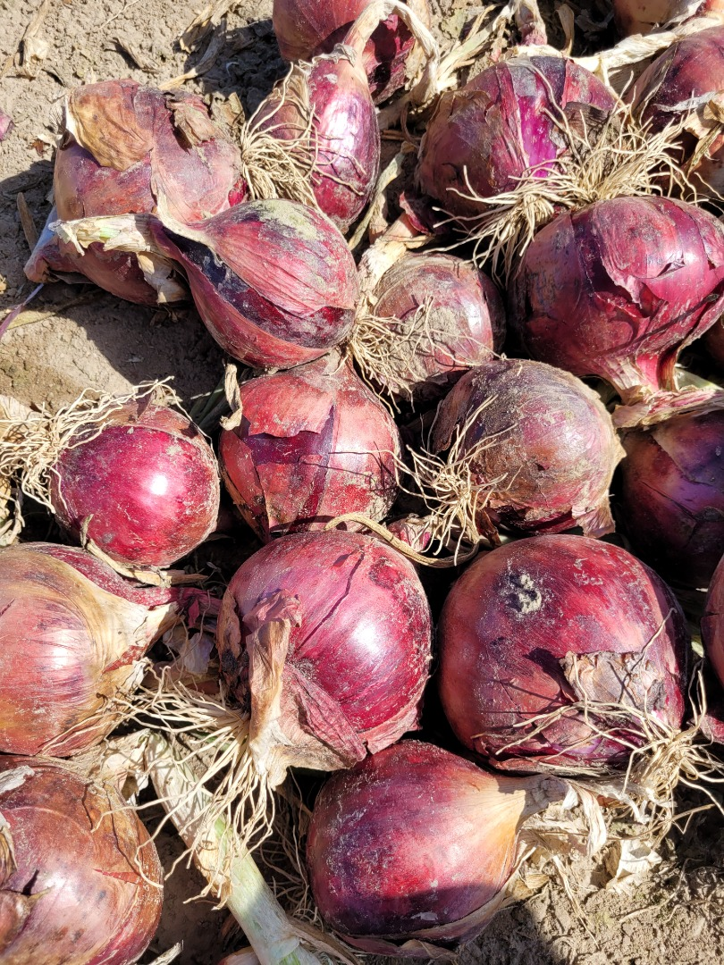 Cebollas | Imagen 1